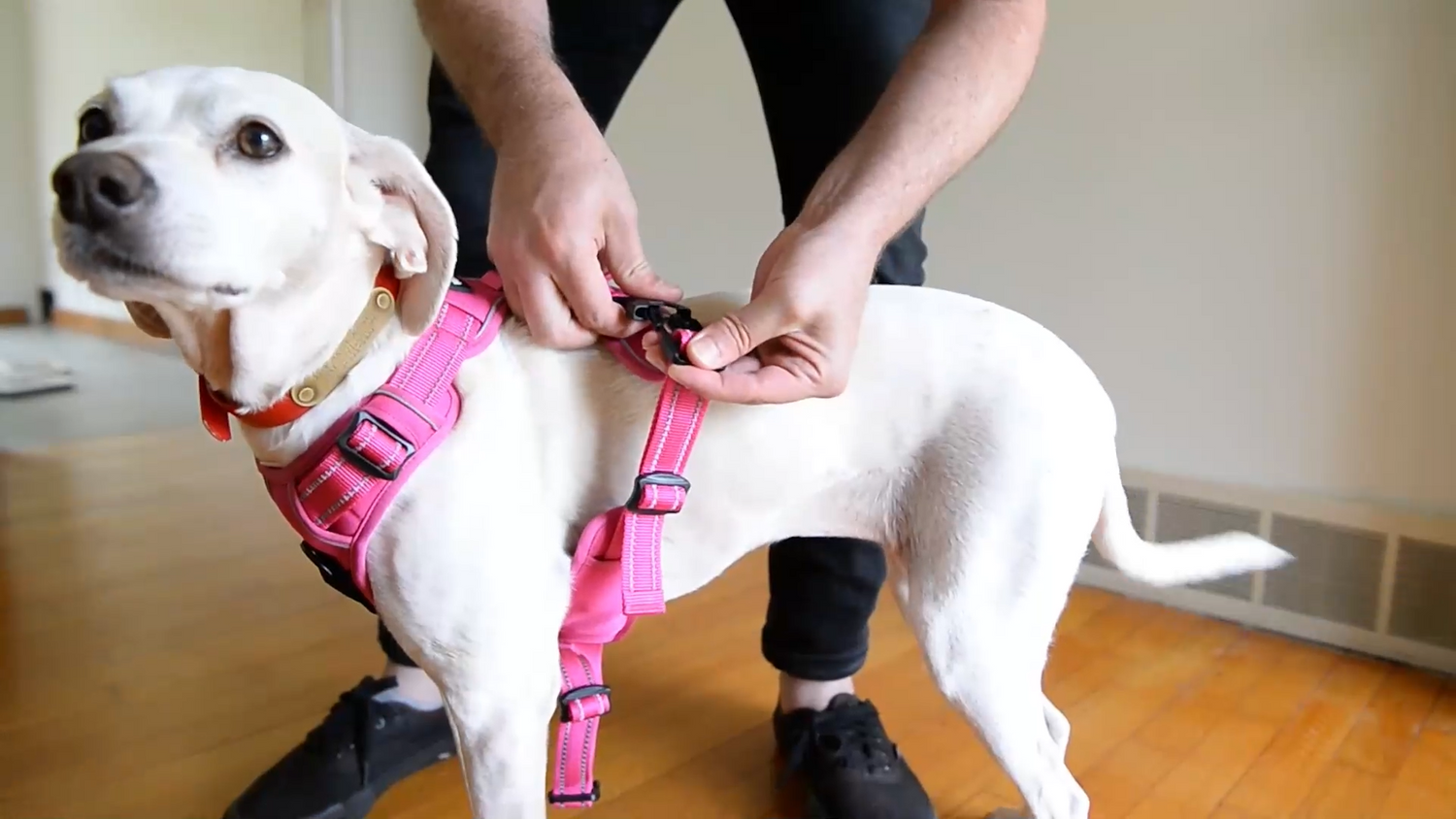 Collars And Leashes